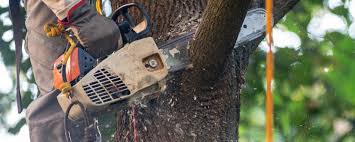 Best Tree Preservation Services  in Belle Fourche, SD