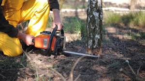 Best Tree Risk Assessment  in Belle Fourche, SD