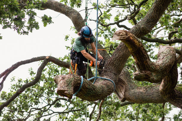 Best Fruit Tree Pruning  in Belle Fourche, SD