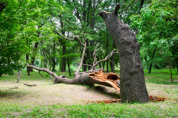 Trusted Belle Fourche, SD Tree Care Experts