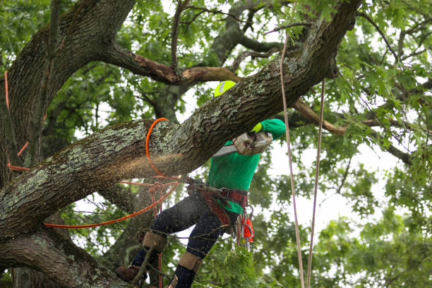 Best Hedge Trimming  in Belle Fourche, SD