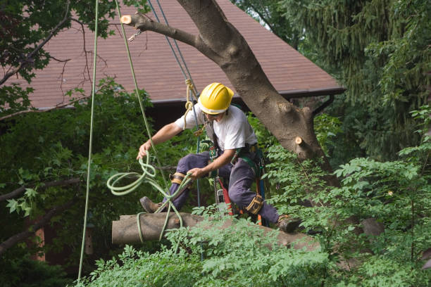 Best Tree and Shrub Care  in Belle Fourche, SD