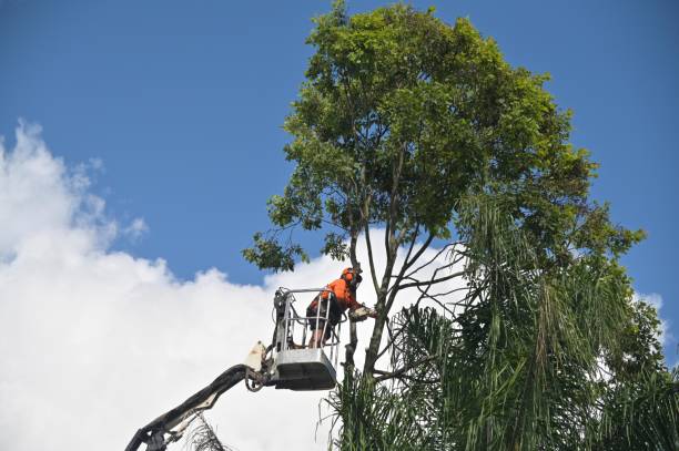 Best Tree Disease Treatment  in Belle Fourche, SD