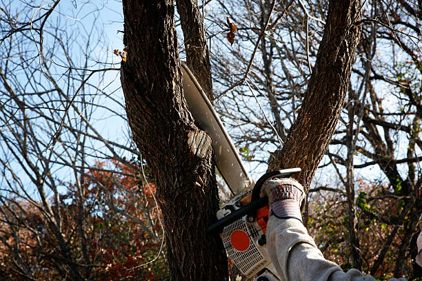 Best Stump Grinding and Removal  in Belle Fourche, SD