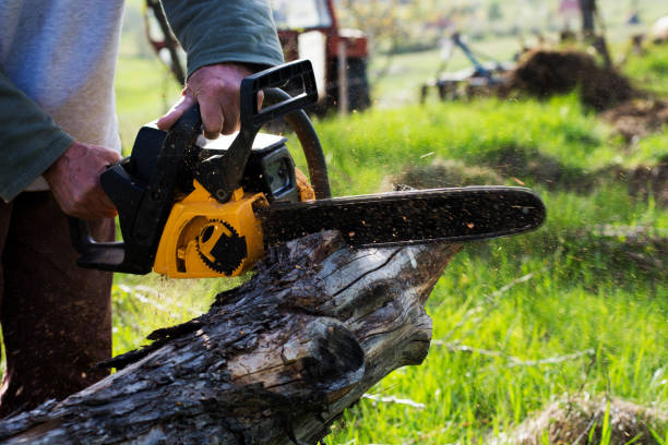 Best Tree Trimming and Pruning  in Belle Fourche, SD