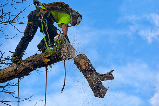 Best Arborist Consultation Services  in Belle Fourche, SD