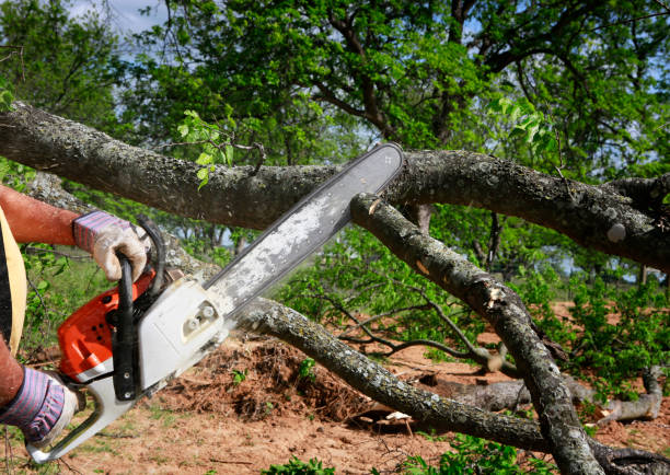 Best Leaf Removal  in Belle Fourche, SD